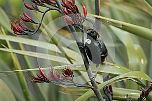 The tui (Prosthemadera novaeseelandiae) is an endemic passerine bird of New Zealand