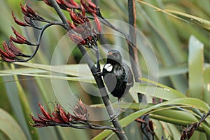 The tui (Prosthemadera novaeseelandiae) is an endemic passerine bird of New Zealand