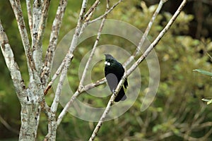 The tui (Prosthemadera novaeseelandiae) is an endemic passerine bird of New Zealand