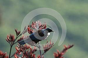 The tui (Prosthemadera novaeseelandiae) is an endemic passerine bird of New Zealand