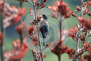 The tui (Prosthemadera novaeseelandiae) is an endemic passerine bird of New Zealand