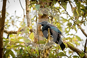 Tui Sits On Stump, New Zealand Endangered Birds