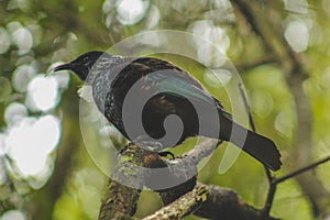 Tui sitting in a tree, native New Zealand bird captured in forest on Bluff Hill, South Island, New Zealand