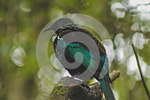 Tui sitting in a tree, native New Zealand bird captured in forest on Bluff Hill, South Island, New Zealand