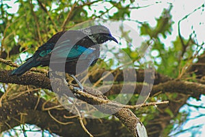 Tui sitting in a tree, native New Zealand bird captured in forest on Bluff Hill, South Island, New Zealand