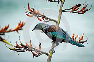 Tui (Prosthemadera novaeseelandiae) perched on a branch