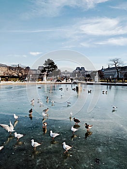 Tuilleries garden in the winter, Paris, France photo