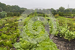 Tuinderij Lichtveen Bennekom