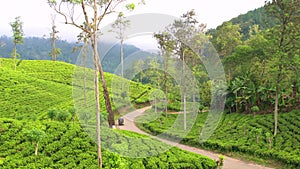 Tuk Tuks on road winding through tea estate, Highlands