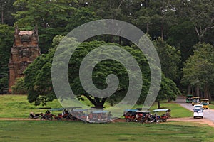 Tuk tuks under a tree