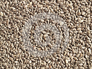Tukmaria seeds (basil seeds)