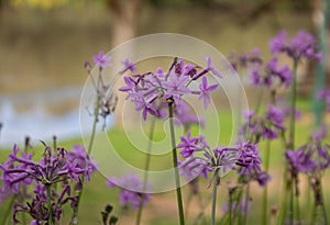 Tulbaghia violacea, also known as society garlic photo