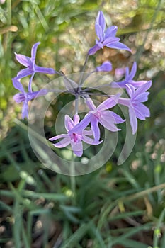 Tulbaghia violacea, commonly known as society garlic