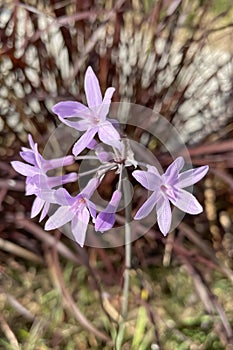 Tulbaghia violacea, commonly known as society garlic