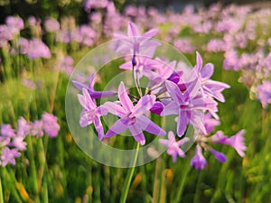 Tulbaghia Violacea Flowers photo