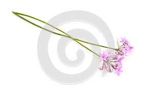 Tulbaghia violacea, known as society garlic, as pink agapanthus, wild garlic, sweet garlic, spring bulbs photo