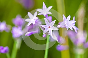 Tulbaghia Violacea photo