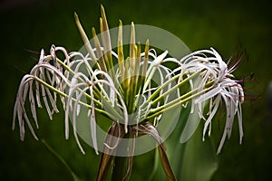 Tulbaghia violacea plant, close up photo