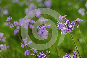 Tulbaghia violacea plant specie, flower close-up, also known as society garlic, indigenous to southern Africa photo