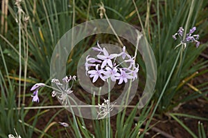 Tulbaghia violacea with purple flowers photo