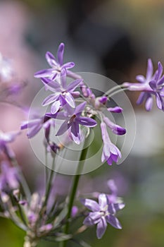 Tulbaghia violacea society garlic flowers in bloom, pink agapanthus flowering plant