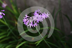 Tulbaghia violacea Society garlic flowers photo
