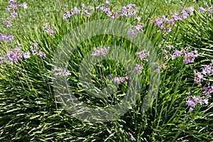 Tulbaghia violacea, society garlic, pink agapanthus