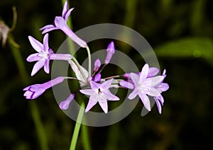 Tulbaghia Violacea photo