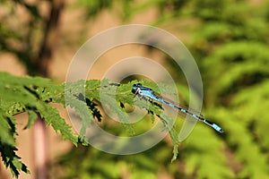 Tule Bluet Damselfly  814902