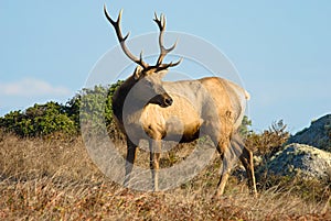 Tule Elk