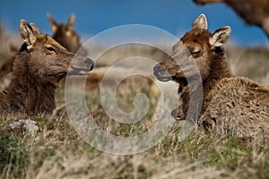 Tule Elk photo