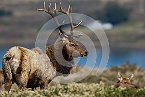 Tule Elk photo