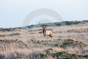 Tule elk
