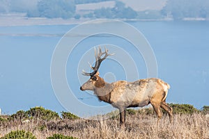 Tule elk photo