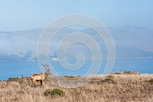 Tule elk