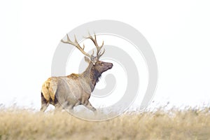 Tule Elk