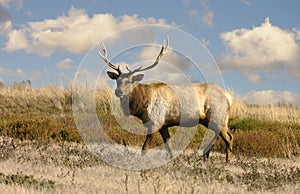 Tule Elk photo