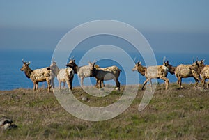 Tule Elk photo