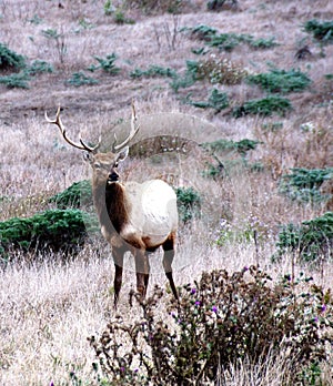 Tule Elk photo