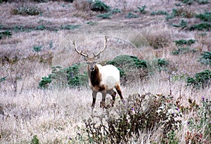 Tule Elk photo