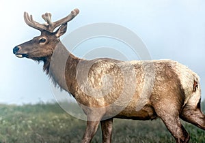 Tule Elk Buck at Tomales Point