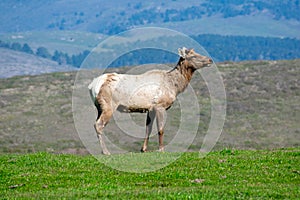 Tule elk bull stands on green grass.