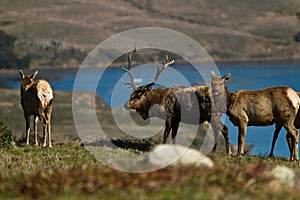 Tule Elk (Cervus canadensis) photo