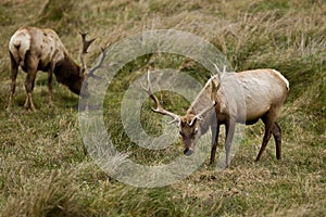 Tule Elk (Cervus canadensis) photo