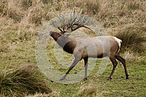 Tule Elk (Cervus canadensis) photo