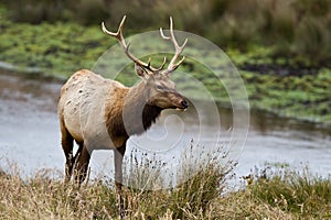 Tule Elk (Cervus canadensis) photo