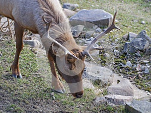 Tule elk closeup portrait