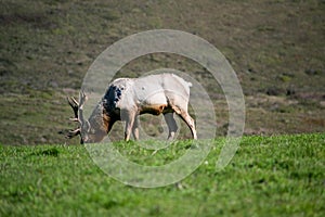 Tule Elk eating grasss