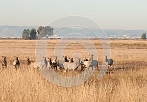 Tule elk herd