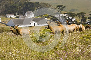 Tule Elk in Northern Californi photo